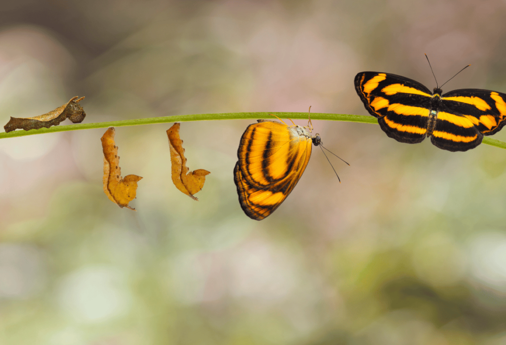 Mudança de Carreira